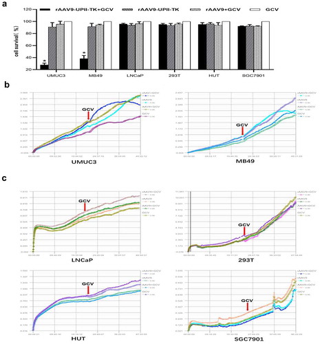 Figure 3. Efficacy and safety of the rAAV9-UPII-TK-EGFP/GCV treatment system in bladder cancer cells in vitro. (a) Cell viability was determined by the CCK-8 assay. (b) The rAAV9-UPII-TK-EGFP/GCV treatment system can efficiently suppress the growth of bladder cancer cells. The RTCA system was used for real-time monitoring of cell growth. (c) The rAAV9-UPII-TK-EGFP/GCV treatment system had no inhibitory effect on the growth of nonbladder tumor cells (LNCaP, 293 T, HUT, and SGC7901). Data are presented as the mean ± SD. * indicates statistical significance (*P < .05)