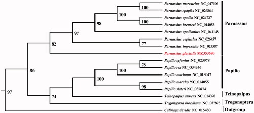 Figure 1. Maximum-likelihood (ML) tree based on 14 mitogenome sequences of representative butterflies that are in Papilioninae as ingroup and Calinaga davidis was designated as outgroup. Numbers on the nodes are bootstrap values based on 1000 replicates. The P. glacialis genome was marked in bold and red font.