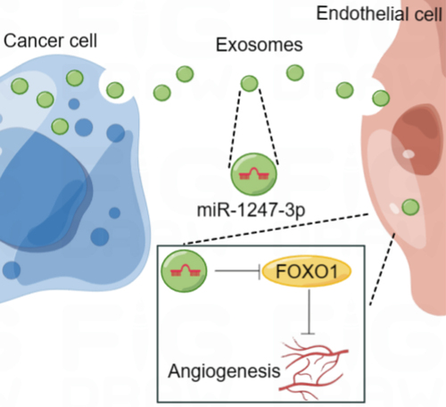 Figure 6. Schematic illustration of the functional role and potential mechanism of exosomal miR-1247-3p in angiogenesis of bladder cancer (by figdraw).