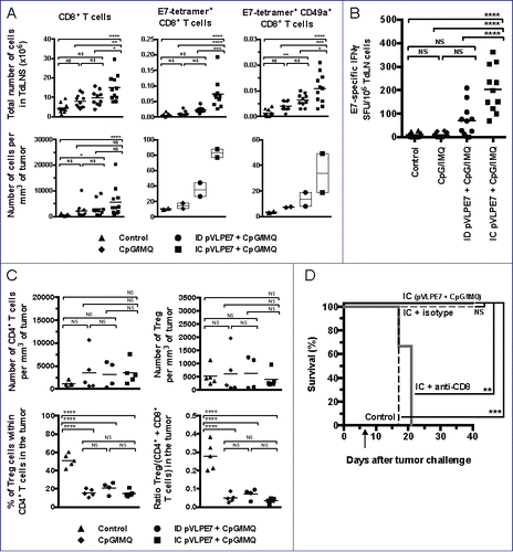 Figure 5. The therapeutic effect of intra-cheek vaccinations correlates with high specific CD8+ T-cell responses. C57BL/6 mice bearing intra-cheek TC-1-Luc tumors were ID or IC immunized at days 7–9–11 with pVLP-E7 in the presence of adjuvants: CpG-ODN + Imiquimod (CpG/IMQ). As controls, one group of mice received CpG/IMQ alone and another received PBS. (A) Detection by flow cytometry of E7-tetramer+ cells in single cell suspensions obtained from TdLNs and tumors pooled from 5 mice (Experiment 1) and 6 mice (Experiment 2) at day 18. Numbers of E749-57-tetramer+, CD8+ and CD49a+ expressing cells/mm3 (tumors) and per ×106 cells (TdLNs) are presented. Presented data were obtained from two separate experiments using 5 and 6 mice, respectively. (B) E7-specific IFNγ ELISpot assay: cells from TdLNs were loaded and stimulated with E749-57 peptide and spot numbers are expressed by 106 cells. The background (always ≤ 100 spots per 106 cells) obtained with not pulsed cells has been subtracted. Presented data are pooled from two separate experiments using 5 and 6 mice per group, respectively. (C) Number of CD4+ T cells per mm3 of tumor (upper left panel), number of Treg per mm3 of tumor (upper right panel), percent of Treg in CD4+ cells in tumor (lower left panel) and ratio Treg/T effector cells (CD4+ and CD8+ T cells) in tumor (lower right panel) are showed. (D) Effect of the in vivo CD8+ depletion in C57BL/6 mice bearing intra-cheek TC-1-Luc tumors when IC immunized with pVLP-E7 combined with CpG/IMQ at days 7–9–11 (arrow). One week before the first vaccination and then once a week, mice received anti-CD8+ mAb (100 mg, intraperitoneally) or isotype-matched control mAb. Kaplan–Meier curves showing tumor-free survival rates. NS, non-statistical difference = p > 0.05; *p < 0.05; **p < 0.01; ***p < 0.001; ****p < 0.0001.