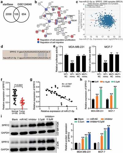 Figure 5. The anti-tumor effect of co-treatment of reversine and miR-21-5p inhibitor on HBC cells by targeting SPRY2. (a) 105 common genes were overlapped from starBase and GSE124646. starBase, a tool for predicting the targets of miR-21-5p. GSE124646, a mRNA microarray for screening the downregulated genes in HBC samples. (b) Seven genes were identified to be related to cell proliferation and cell migration by STRING analysis. (c) The negative correlation between SPRY2 and miR-21-5p in BRCA samples by starBase analysis. BRCA, breast invasive carcinoma. (d) starBase predicted the binding sites between SPRY2 3ʹUTR and miR-21-5p. (e) Luciferase assay identified the target relationship between SPRY2 3ʹUTR and miR-21-5p. (f) SPRY2 expression reduced in tumor samples compared with adjacent normal samples. (g) The negative correlation between SPRY2 and miR-21-5p in tumor samples by Pearson’s correlation analysis. (h) The upregulation of SPRY2 in HBC cells treated with reversine. ** P < 0.001 compared to 0 μM group. (i) The upregulation of SPRY2 in HBC cells treated with reversine and miR-21-5p inhibitor. ** P < 0.001 compared to Blank group.