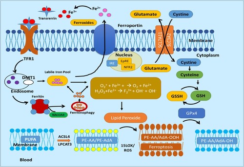 Figure 3. Ferroptosis mechanism pathways adapted from [Citation14].