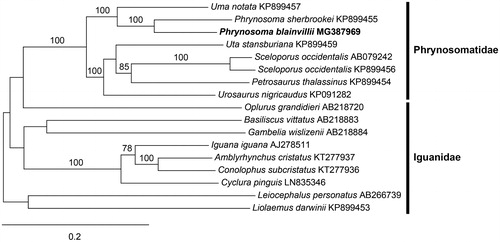 Figure 1. Maximum-likelihood phylogram of P. blainvillii and representative Phrynosomatidae and Iguanidae mitogenomes. Numbers along branches are bootstrap supports based on 1000 nreps (<75% support not shown). The legend below represents the scale for nucleotide substitutions.