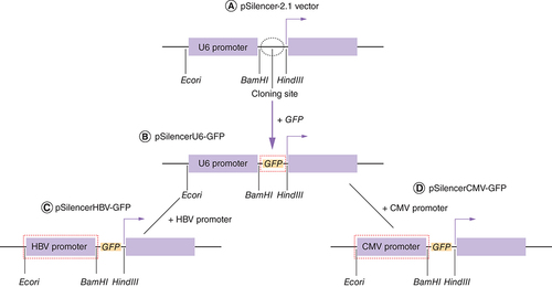 Figure 1. Schematic diagram of plasmid construction. (A) Structure of pSilencer-2.1 vector. (B) The GFP gene was amplified from pEFGP vector and ligated into pSilencer-2.1 vector, resulting in pSilencer–GFP having endogenous U6 promoter (pSilencerU6–GFP). (C) HBV core promoter was PCR amplified from HBV plasmid and ligated into pSilencer–GFP vector resulting in pSilencerHBV–GFP vector. (D) CMV promoter was PCR amplified from pEGFP vector and ligated into pSilencer–GFP vector resulting in pSilencerCMV–GFP vector.HBV: Hepatitis B virus.