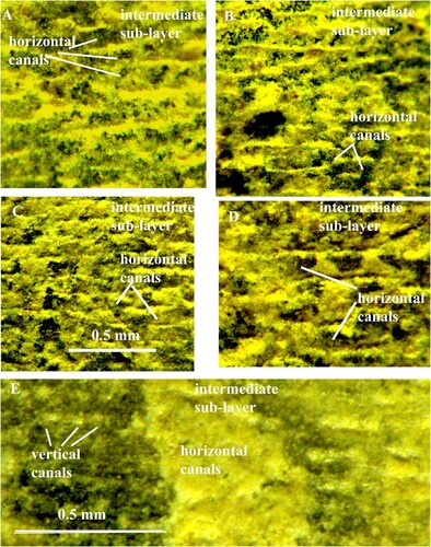 Fig. 6. A, B, C, D, E. Orthoceras sp. Same specimen as in Fig. 5C. Intermediate sub-layer with horizontal pore-canals; note that the globular organic element in the canal walls are connected to each other by strings; the canals are open and empty; in E the vertical canals open into the horizontal canals.