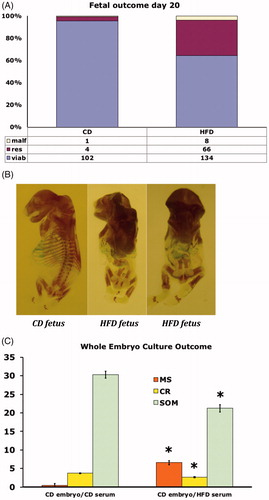 Figure 4. (A) Fetal outcome of rats on control diet (CD, n = 8, left bar), or high fat diet (HFD, n = 15, right bar) on gestational day 20. Number and proportion of malformed (malf), resorbed (res) and viable (viab) fetuses. (B) Alizarin Red and Alcian Blue stained malformed fetuses from rats on control diet (CD) (left fetus), or high fat diet (HFD) (middle and right fetus). All fetuses show lack of tail, and the two HFD-fetuses (middle and right panel) also demonstrate decreased general ossification. (C) Outcome in CD embryos cultured for 48 h in serum from pregnant rats on either control diet (CD), or in serum from rats on high fat diet (HFD). 20 CD embryos were cultured in CD serum, and 20 CD embryos were cultured in HFD serum. Malformation score (MS), crown-rump length (CR) and somite number (SOM). Mean ± SEM. * = P < 0.05 for CD vs. HFD.