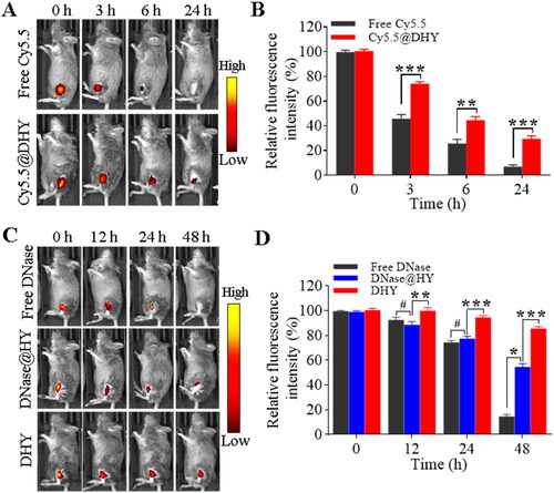 Figure 4. In vivo controlled release behaviors of DHY. (A-B) IVIS images during different time intervals after the intra-articular injection of free Cy5.5 or DHY-encapsulated Cy5.5 (A) and determination of the fluorescence intensity (B). (C-D) IVIS images for different periods after the intra-articular injection of Cy5.5-labelled DNase with different formulations in CIA mice (C) and relative fluorescence intensity determined at each time interval (D).