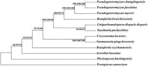 Figure 1. Phylogenetic tree of the family Gastromyzontidae, with African lungfish P. annectens as an outgroup. The topology of phylogenetic tree was inferred from neighbour-joining, maximum-likelihood, and maximum parsimony methods. Bootstrap supports for each analysis are indicated at the nodes.