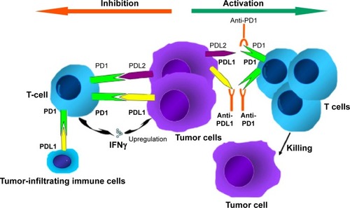 Figure 1 Mechanism of anti-PD1 and anti-PDL1 checkpoint blockades.