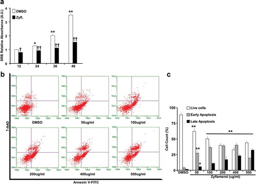 Figure 3. A physiologically relevant dose of Zyflamend causes cell cycle arrest and induces apoptosis in 3T3-MBX pre-adipocytes. (a) 3T3-MBX pre-adipocytes were treated with DMSO or 200 μg/ml of Zyflamend for the indicated time. Zyflamend toxicity and cell proliferation were assessed using the SRB cytotoxicity assay as detailed in the method section. Bar graphs represent the intensity of SRB staining reflective of the cell number and presented as means + SEM. *p < 0.05, **p < 0.01 indicate significant difference between cell survival rate at the indicated time point and 12 hr. †p < 0.05, ††p < 0.01 indicate significant difference between non-treated and Zyflamend-treated cells. (b) 50% confluent cells were treated with increasing concentrations of Zyflamend, and then labelled with Annexin V-FITC and 7-AAD. Representative dot plots are shown. Annexin V positive and 7-AAD negative cells (lower right quadrants) represent early stages of apoptosis. Whereas cells that are positive for both annexin V and 7-AAD (upper right quadrants) are in the late stages of apoptosis. (c) Bar graphs represent live, early, and late apoptotic cells are presented as means + SEM of at least three independent experiments. *p < 0.05, **p < 0.01 indicate significant difference between the indicated concentration and control cells treated with the vehicle DMSO