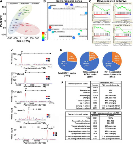 FIG 5 RNA-Seq and ChIP-Seq analyses of control and Hcfc1hepKO/Y male livers identify extensive alterations in gene expression upon loss of HCF-1. (A) Two-dimensional PCA plot of 15,616 expressed genes for control Hcfc1lox/Y male (day 0 [D00] to D14; blue), Alb-Cre-ERT2tg; Hcfc1hepKO/+ (D00 to D13, except D02 and D09; green), and Alb-Cre-ERT2tg; Hcfc1hepKO/Y (D00 to D14; red) livers after tamoxifen treatment. The coordinates of replicate samples were averaged and displayed as single dots, with two-dimensional standard deviations indicated with broken lines. Paths followed by the control male (blue), heterozygous female (green), and knockout male (red) liver transcriptomes are highlighted by ovals and arrows. (B) REVIGO display of functional enrichment analysis of 654 downregulated transcripts in Hcfc1hepKO/Y livers. The P value of the color key is given. (C) GSEA results for the 654 downregulated transcripts in Hcfc1hepKO/Y livers ranked by fold change (Hcfc1hepKO/Y versus Hcfc1lox/Y) for the four most statistically significant HALLMARK pathways. (D) Images of the HCF-1 ChIP-Seq profiles mapped on the Acly, March5, Mdh1, Mmachc, and neighboring bidirectional Acad8 and Thyn1 genes in control (0d; red) liver and Alb-Cre-ERT2tg; Hcfc1hepKO/Y (blue) male livers 4 days after tamoxifen treatment. (E) Pie charts displaying (from left to right) (i) the ratio of TSS- versus non-TSS-associated (±250 bp) HCF-1 peaks; (ii) the ratio of TSS-associated HCF-1 peaks with either a single or double (generally bidirectional) TSS; and (iii) the ratio of HCF-1-associated unidirectional or bidirectional transcription units. (F) Summary of the RNA-Seq and ChIP-Seq analyses.