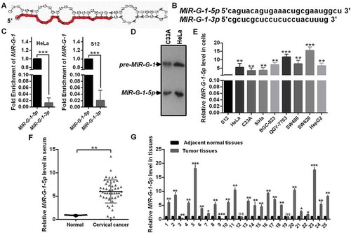 Figure 2. The novel miRNA MIR-G-1 is upregulated in cancer. (a) Prediction for the standard structure of pre-MIR-G-1. (b) The sequence of mature MIR-G-1-3p and MIR-G-1-5p. (C) RT-qPCR showed the level of MIR-G-1-3p and MIR-G-1-5p in HeLa and S12 cells. (d) Northern blot assay indicated that MIR-G-1 is existent in HeLa and C33A cells. (e) RT-qPCR showed the level of MIR-G-1-5p in diverse cancer cells. (f) RT-qPCR showed the level of MIR-G-1-5p in the serum of cervical cancer patients and normal people. (g) RT-qPCR showed the level of MIR-G-1-5p in tissues. Experiments were performed 3 times, and data are presented as means ± SD.*P < 0.05; **P < 0.01; ***P < 0.001; ns, not significant.