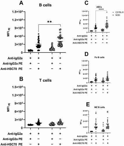 Figure 3. Levels of PE-conjugated isotype control and anti-HSC70 antibodies on the cell surface of splenic (A) B cells, (B) T cells, and the different B cell subsets (C) age-associated B cells, (D) follicular B cells and (E) marginal zone B cells in C57BL/6 (black circles) and NOD (white circles) mice. MFI was standardised as described in Materials and Methods. MFI = median fluorescence intensity for PE. ** p < 0.01, **** p < 0.0001.