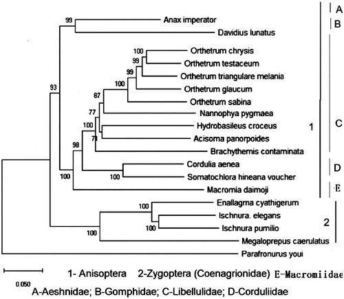 Figure 1. Mitochondrial phylogenetic relationships of 18 Odonata species obtained using complete sequences. GenBank accession numbers are as follows: Anax imperator (KX161841); Davidius. lunatus (EU591677); Orthetrum chrysis (KU361233); Orthetrum testaceum (KU361235); Orthetrum triangulare melania (AB126005.1); Orthetrum glaucum (KU361232); Orthetrum Sabina (KU361234); Nannophya. pygmaea (KY402222); Hydrobasileus croceus (KM244659); Brachythemis contaminate (KM658172); Cordullia aenea (JX963627); Somatochlora hineana voucher (MG594801.1); Macromia daimoji (MF990748); Enallagma cyathigerum (MF716899); Ischnura elegans (KU958378); Ischnura pumilio (KC878732); Megaloprepus caerulatus (KU958377); Parafronurus youi (EU349015.1).
