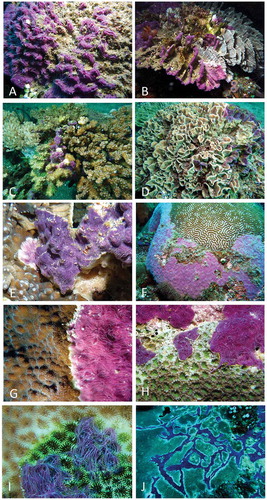 Figure 3. Chalinula nematifera overgrowing hard corals: A, unidentified species; B, Pectinia sp.; C, Pocillopora sp.; D, Pectinia sp.; E, Mycedium elephantothus; F, Platygyra daedalea; G, Echinopora sp.; H, Favia sp.; I, Goniastrea sp.; J, Faviidae. Note particularly in (H–J) the white areas of necrosis, and the sponge spreading out over living portions of coral in (C–E).