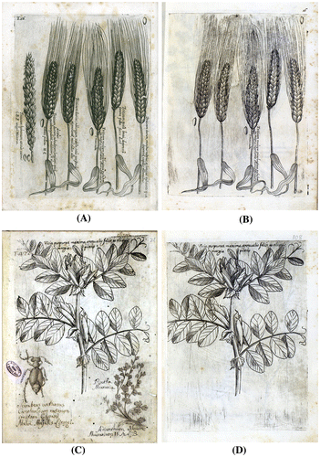 Figure 4. (A, B) Comparison between plates 16/I of exemplar in Catania Civica and A. Ursino Recupero joint Libraries (copy in four volumes) and 16/I of exemplar in Catania Regional University Library; (C, D) comparison between plates 422/III of exemplar in Catania Civica and A. Ursino Recupero joint Libraries (copy in four volumes) and 108/II of exemplar in Catania Regional University Library.