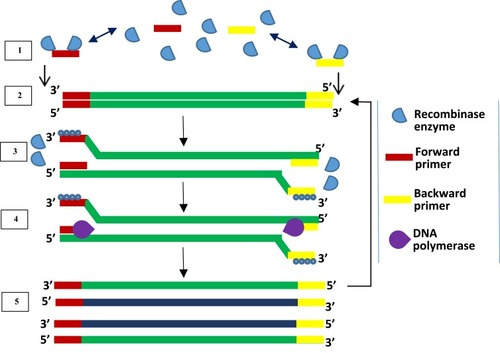 Figure 5 Recombinase polymerase amplification. Recombinase-bound primers scan for complementary sequence; recombinase enzyme separates the strands and SSB proteins prevent reannealing of separated strands; primers anneal, and extension by DNA polymerase takes place, leading to the formation of two dsDNA. Repetition of this cycle produces multiple copies of DNA. Adapted from Piepenburg O, Williams CH, Stemple DL, Armes NA. DNA detection using recombination proteins. PLoS Biol. 2006;4(7):e204–e204.Citation93