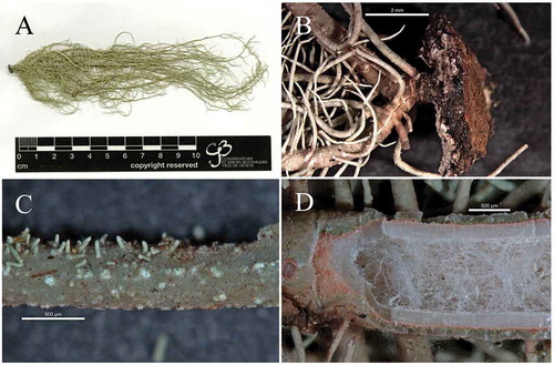 Figure 4. Usnea baileyi; (a): Usnea baileyi studied specimen (SGT 157), (b): blackish base, (c): soralia with short isidiomorphs (d): thin and shiny cortex, red subcortical pigment and tubular axis filled with loose hyphae.
