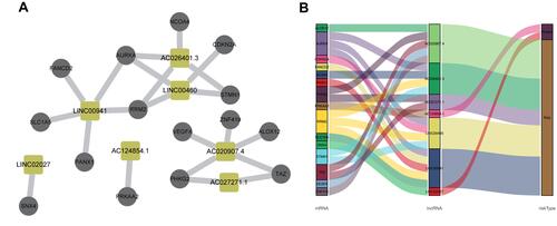 Figure 3 The constructed FRGs and FRLs networks. (A) Co-expression network consists of FRGs and the significantly related lncRNAs visualized by Cytoscape (version 3.8.0) (yellow square represents lncRNA, gray circle represents FRGs). (B) Sankey diagram for FRGs and FRLs network.