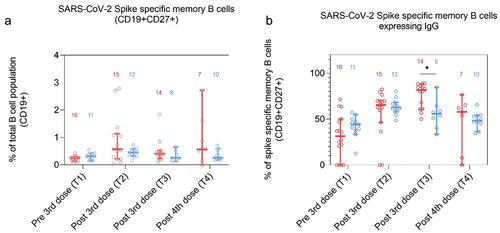 Figure 3. Frequencies of SARS-CoV-2 Spike specific memory B cells in dialysis patients (red) and controls (blue) at T1 (1–2 months pre 3rd dose), T2 (1–3 months post 3rd dose), T3 (4–5 months post 3rd dose) and T4 (2–4 months post 4th dose). A: Spike specific memory B cell (CD19+CD27+) expressed as a proportion of the total B cell population (CD19+) and B: Spike specific memory B cells expressing IgG presented as a proportion of total spike specific CD19+CD27+ cells (B). Number of participants included are indicated in the graph.