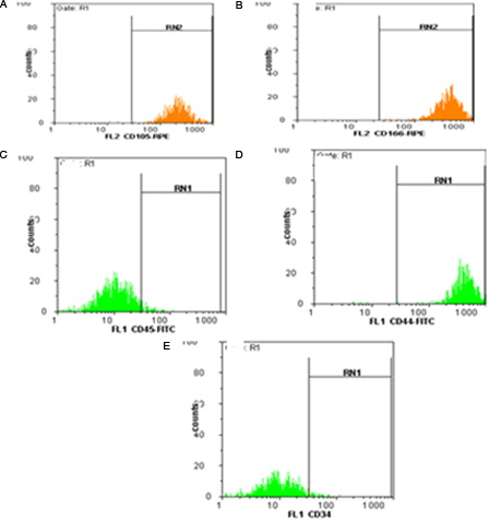 Figure 1. Flow cytometric analysis of mesenchymal stromal cells. (A) CD 105, 93%, (B) CD 166, 98.8%, (C) CD 45, 3.8%, (D) CD44, 99.5%, (E) CD 34, 2.8%.