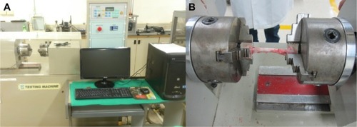 Figure 6 Torsional test of bone specimens.Notes: (A) Photograph of the torsional testing machine. (B) Bone specimens were secured onto a mechanical strength machine for the rotational torque and toughness assessments.