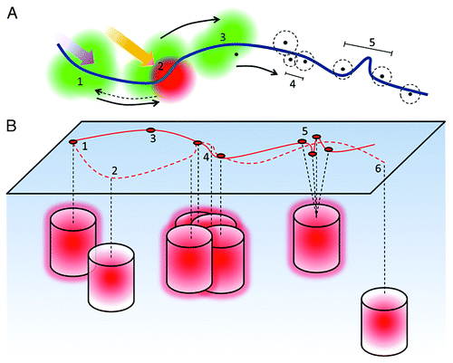 Figure 1. Principles of localization microscopy. (A) Fluorophores in close proximity an underlying structure, here depicted as a fiber (blue), are illuminated with low intensity photo-converting or photo-switching light (1). This causes them to reversibly or irreversibly switch/convert into a sparse array of PSFs, which are recorded and analyzed (2). After localization of the center of the PSFs, molecules are either irreversibly bleached or returned to the initial ‘off-state’ and the process repeated many times (3). This results in a series of x-y coordinates, each with an associated localization precision (dashed line) which determines the optical resolution - the closest separation of resolvable fluorophores (4). However, if the detected spot density is low, this can limit the obtainable structural resolution (5). (B) In an ideal case, one fluorophore delivers one highly localized coordinate (1). Sub-optimal setting of the intensity detection threshold, however, can lead to false negatives (2) or false positives (3). Localizations can also be missed when the cluster density is very high or the fluorophore has a high duty cycle due to overlapping PSFs (4). Additional localizations can appear in a cluster due to single molecule on-off cycling and the associated localization precisions (5). Molecules may also be missed due to their depth in the evanescent field (6). All these effects can lead to misinterpretation (solid line) of the underlying structure (dashed line), shown here as a fiber.