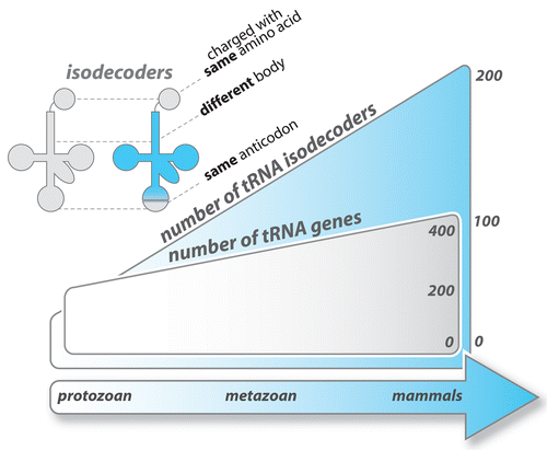 Figure 3. Number of tRNA genes and isodecoder genes across the phylogenetic spectrum. Eukaryotic genomes contain between 200 and 450 tRNA genes encoding 41 to 55 tRNA isoacceptors (tRNAs with different anticodons). The number of tRNA genes having the same anticodon but different sequences elsewhere in the tRNA body (tRNA isodecoders) varies significantly and is increasing across the phylogenetic spectrum. Sequence variations in tRNA isodecoders are concentrated in the internal promoter regions for RNA polymerase III.