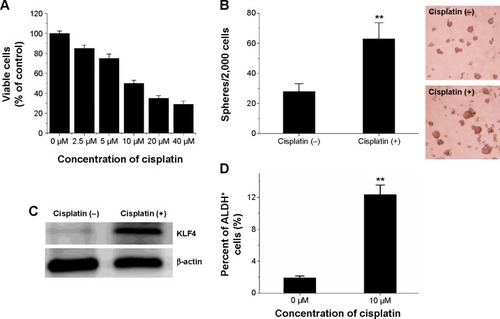 Figure 2 Cisplatin treatment elevates the ratio of ALDH+ cells and KLF4 expression in MCF-7 cells.