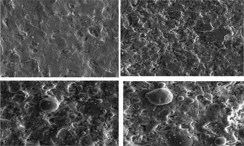 Figure 4. SEM images of concrete samples after 28 days of curing: (a,b,c,d). (a) conventional concrete, (b) concrete containing 4% NC and 0% NS.(c) concrete containing 2% NC and 4% NS and (d) concrete containing 0% NC and 4% NS.