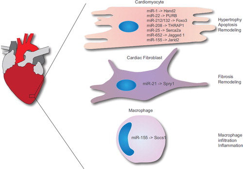 Figure 1. Overview of miRNAs involved in the pathogenesis of heart failure. miRNAs and their respective target mRNAs in different cell types are shown.