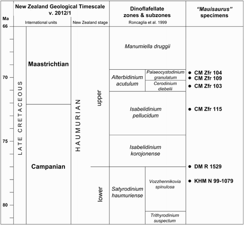 Figure 5. Stratigraphic distribution of Mauisaurus specimens in New Zealand. See Table 3 and Figure 3 for locality details.
