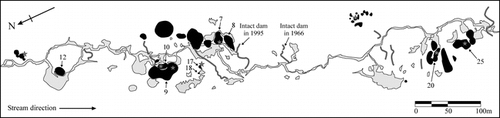 FIGURE 4. Field survey of palsas (black), surface water (light gray), and beaver dams (dark gray lines) in Wolf Creek (2001). Dams that caused ponding around the north group of mounds in 1966 and 1995 are labelled. Mound core sites are indicated by gray stars