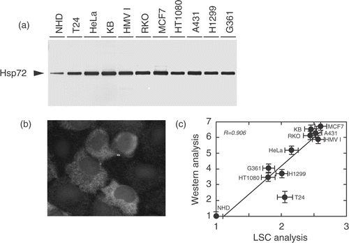 Figure 3. Augmented expression of Hsp72 protein in unheated human tumour cell lines. (a) Total proteins were extracted from exponentially growing cells, and the Hsp72 level was examined by Western blotting using clone W27. (b) HT1080 cells grown on cover-slips were fixed with methanol and stained with clone W27, followed by the incubation with FITC-conjugated anti-mouse Ig. Hsp72 is depicted in white. (c) Relationship between the relative intracellular amount of Hsp72 determined by Western blotting and the relative nuclear expression of Hsp72 measured by LSC. A close correlation was observed between them (R = 0.906).