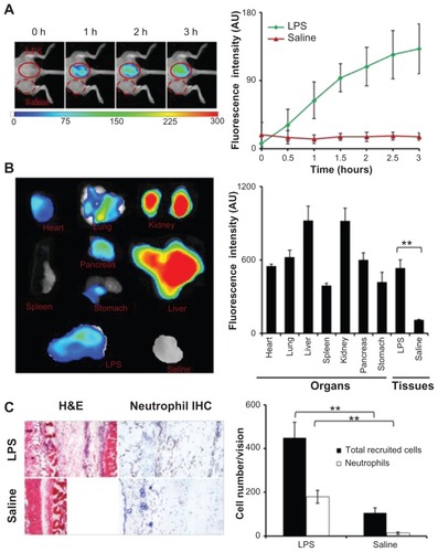 Figure 2 In the lipopolysaccharide-induced severe inflammation model, the formyl peptide receptor-targeting probe was administered intravenously 24 hours after a lipopolysaccharide subcutaneous injection. (A) The merged fluorescence and white light images (left panel) show the accumulation of the formyl peptide receptor-targeting probe at the lipopolysaccharide injection sites, but not the control site (saline injection). The mean fluorescence intensities at the lipopolysaccharide injection sites, but not saline injection sites, increased with time (right panel). (B) Ex vivo image (left) and the mean fluorescence intensity (right) of isolated tissues and organs show the overall probe biodistribution and also confirm the preferential accumulation of formyl peptide receptor-targeting probes in the inflamed tissue. (C) Representative hematoxylin and eosin staining (200×) and immunohistochemical neutrophil staining (400×) of the injection sites (left panel). Quantification of inflammatory cells (based on hematoxylin and eosin staining) and neutrophils (based on immunohistochemical staining) assured severe inflammatory responses and increased neutrophil accumulation at the lipopolysaccharide injection sites (right panel).Abbreviations: H&E, hematoxylin and eosin; IHC, immunohistochemical; LPS, lipopolysaccharide.