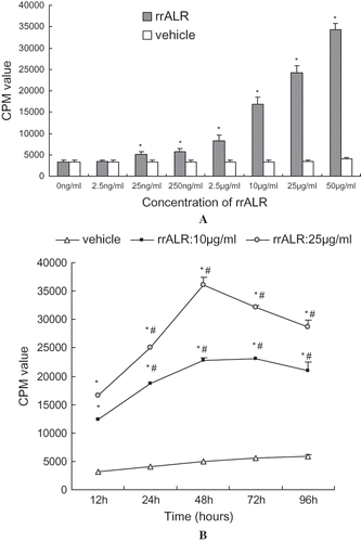 Figure 5. Proliferative effect of rrALR on HK2 cells in vitro. Confluent and quiescent HK2 cells were incubated with the vehicle or different concentrations of rrALR (2.5 ng/ml–50 μg/ml) for 24 h. rrALR stimulated the proliferation of HK2 cells in a concentration-dependent manner (A). Confluent and quiescent HK2 cells were incubated with the vehicle or rrALR (10 μg/ml or 25 μg/ml) for 12 to 96 h. rrALR stimulated the proliferation of HK2 cells in a time-dependent manner (B). DNA synthesis was assessed by thymidine incorporation, and the results were expressed as CPM. Data are shown as the mean ± SEM. * p < 0.05 vs. the control group; #p < 0.05 vs. the same group at 12 h.