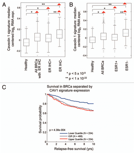Figure 10 The Cav-1-deficient stromal gene signature is upregulated in breast cancer and is associated with tumor recurrence. In (A and B), box-plots show that the Cav-1-deficient stromal signature is upregulated in all breast cancers, both ER(+) and ER(−) sub-types, relative to normal healthy breast tissue. In (A), ER status was determined by immuno-histochemistry, while in (B), ER status was inferred from ESR1 transcript expression. In (C), the Cav-1-deficient stromal signature was associated with increased recurrence in breast cancer patients. In (A–C), we used the Cav-1-deficient stromal signature included in Supplemental Table 1 (238 transcripts that were specifically upregulated; p ≤ 0.01 and fold-change (f.c.) ≥ 1.5). Qualitatively similar results were also obtained with the longer signature included in Supplemental Table 3. IQR, inter-quartile