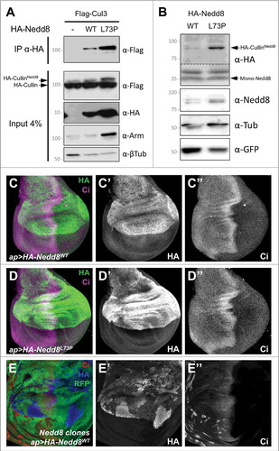 Figure 2. Nedd8L73P is conjugated onto Cullins and does not dominantly affect development. (A) Lysates from S2 cells transfected with FLAG-Cul3 alone or together with HA-Nedd8WT or HA-Nedd8L73P were immunoprecipitated with anti-HA and blotted with anti-FLAG (upper panel). Lower panels show the input blotted with anti-FLAG, anti-HA, anti-Arm and anti-β-tubulin. More Nedd8L73P than wild-type Nedd8 is present as a Cul3 conjugate. (B) Lysates of wing discs in which HA-Nedd8WT or HA-Nedd8L73P was specifically expressed only in GFP-labeled Nedd8 mutant clones, blotted with anti-HA, anti-Nedd8, anti-GFP and anti- β-tubulin. Both forms of Nedd8 are present in a band at the expected molecular weight of Drosophila Cullins, but Nedd8L73P gives rise to stronger HA and Nedd8 labeling of this band. (C-E) Wing discs stained with anti-HA (C’, D’, E’, green in C, D, blue in E) and anti-Ci (C’’, D’’, E’’, magenta in C, D, red in E). HA-Nedd8WT (C) or HA-Nedd8L73P (D) is driven in the dorsal compartment by ap-GAL4, but has no dominant effect on Ci expression. In (E), HA-Nedd8WT is driven with ap-GAL4 in a wing disc in which Nedd8 mutant clones are marked by the absence of RFP (green). Transgenic tagged Nedd8 rescues Ci accumulation and clone growth in the dorsal compartment, and accumulates to higher levels in clones that lack endogenous Nedd8.