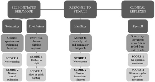 Figure 2. Protocol for observing self-initiated behavior, stimulus-response, and clinical reflex post-stunning. Source: Adapted from Kestin et al. (Citation2002).