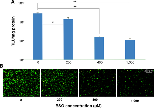 Figure S4 Gene transfection of RHss4/pDNA polyplexes in the presence of different amounts of BSO.Notes: (A) Luciferase expression. (B) EGFP expression. Data are expressed as mean ± SD (n=3). *P<0.05, **P<0.01.Abbreviations: BSO, buthionine sulfoximine; EGFP, enhanced green fluorescent protein; pDNA, plasmid DNA; RLU, relative luciferase unit; SD, standard deviation.