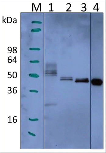Figure 1. Expression of LdNH36 constructs in P. pastoris X-33 compared with E. coli-expressed wild-type LdNH36, evaluated by Western blot with anti-LdNH36 mouse sera (reduced 4–20% Tris-glycine gel/chemiluminescence detection). Lane 1: 10 µL of wild-type LdNH36 culture supernatant expressed in P. pastoris; Lane 2: 10 µL of LdNH36-dg culture supernatant expressed in P. pastoris; Lane 3: 10 µL of LdNH36-dg2 culture supernatant expressed in P. pastoris; Lane 4: 50 ng (determined by 280 nm absorbance) of purified, His-tagged wild-type LdNH36 expressed in E. coli as control.