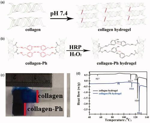 Figure 1. Formation of (a) physical cross-linked collagen hydrogels and (b) chemical cross-linked collagen-Ph hydrogels. The difference in (c) diffusion property and (d) energy of crosslinking bonds performed by differential scanning calorimetry on collagen and collagen-Ph hydrogels with same collagen concentration of 0.3% and storage modulus of 100 Pa.