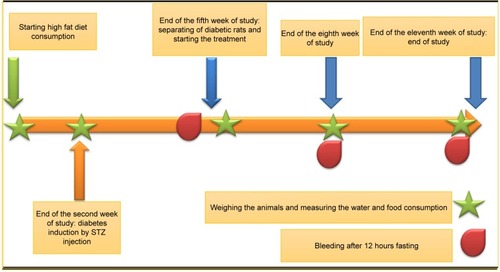 Figure 1 The timeline of study.Abbreviation: STZ, streptozotocin.