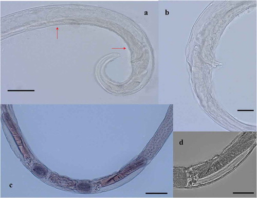Figure 4. Chromadorita regabi sp. nov. Light micrographs of (a) the nine cup-shaped preanal papillae from the male (red arrows indicating the 1st and the 9th papillae); (b) spicule and apophysis; (c) reflexed ovaries, vulva and eggs from the female; and (d) detail of the ovary. Scale bars: A, C, D = 100 µm; B = 50 µm.