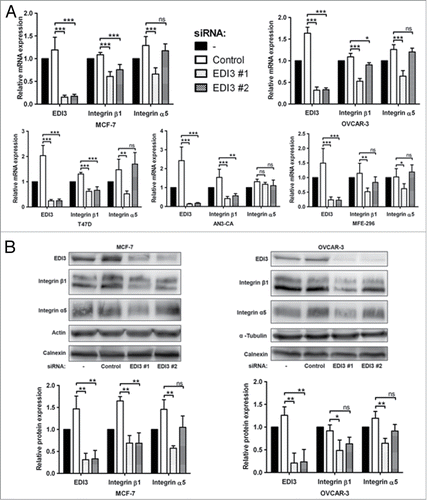 Figure 2. Downregulation of EDI3 reduces expression levels of integrin β1 and integrin α5. (A) Transfections of control siRNA and two EDI3-specific siRNAs were performed in five different cancer cell lines, namely OVCAR-3 (ovarian cancer), MCF-7 and T47D (both breast cancer), AN3-CA and MFE-296 (both endometrial cancer). RNA expression levels of EDI3, integrin β1 and integrin α5 were analyzed using quantitative real-time PCR. Values in graphs represent the mean ± SD from five independent experiments. (B) Cells were treated as described in (A) and protein expression levels of EDI3, integrin β1 and integrin α5 were analyzed by western blotting. Actin, α-tubulin and calnexin were used as loading controls. Shown are representative images and quantification values represent mean ± SD from three independent experiments.