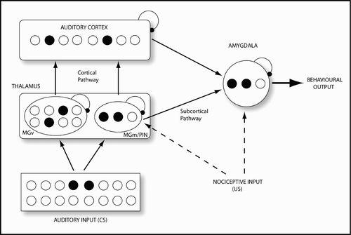 Figure 2. Armony et al. (Citation1995, Citation1997a Citationb) original model architecture. The anatomical modules identified as being pertinent to the fear circuitry in the rat brain are represented here along with the number of units contained and their feed-forward, excitatory connections to other modules. Connections between modules are modified through an extended Hebbian learning rule. CS, conditioned stimulus; MGv, ventral division of the medial geniculate body (MGB); MGm, medial division of the MGB; PIN, posterior intralaminar nucleus. This model depicts a particular unit number configuration of the form [a b c d] where a, MGv, b, PIN/MGm, c, auditory cortex and d, amygdala. This particular cell unit configuration is thus: 8 3 8 Citation3 as used by Armony et al. Citation(1995).