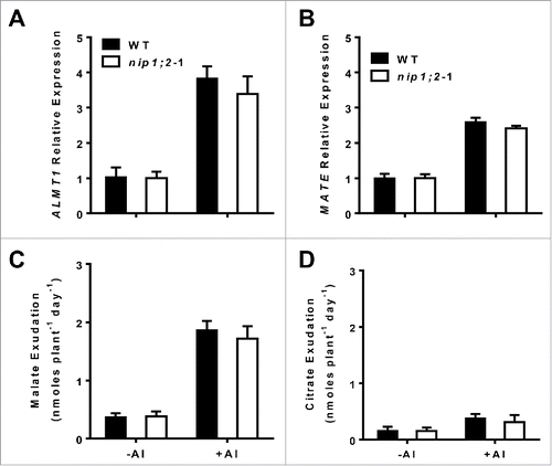 Figure 2. Patterns of transcriptional expression of ALMT1 (A) and MATE (B) and Al-activated malate (C) and citrate (D) exudation from the root in the wild type and the nip1;2 mutant. Here, 7-d-old seedlings were exposed to a hydroponic solution containing 30 μM AlCl3. Root samples were collected at 0, 6 h for qRT-PCR analysis. The Arabidopsis Ubiquitin gene (At1g31340) was used as an internal gene expression control. For root organic acid exudation assays, seedlings were treated with 0 or 30 μM AlCl3 for 24 h, then root exudation samples were collected for measuring malate and citrate contents. Values are means ± SD of three biological replicates.