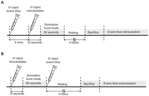 Figure 1 Experimental timeline for pulsed FUS-induced BBB disruption. EB was injected intravenously before (A), or after (B), FUS exposure.Note: Sonication was applied 15 seconds after microbubble administration to the brain.Abbreviations: BBB, blood–brain barrier; EB, Evans blue; FUS, focused ultrasound.