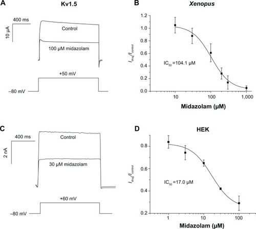 Figure 1 Midazolam inhibits cloned cardiac Kv1.5 potassium channels.