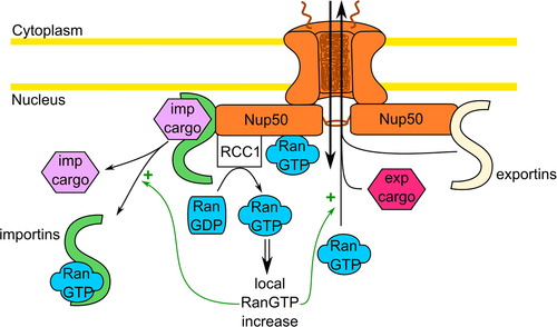 Figure 5. Possible implication of Nup50 in nuclear trafficking. By acting as a scaffold at the nuclear basket, Nup50 (orange) could help the dissociation of the import cargo (violet) on the nuclear side. Additionally, by enhancing the RCC1 GEF activity, Nup50 could help to sustain the RanGTP nuclear gradient. This could boost both import cargo dissociation and export cargo formation (pink). The possible interaction between Nup50 and the exportin CRM1 might also enhance nuclear export.